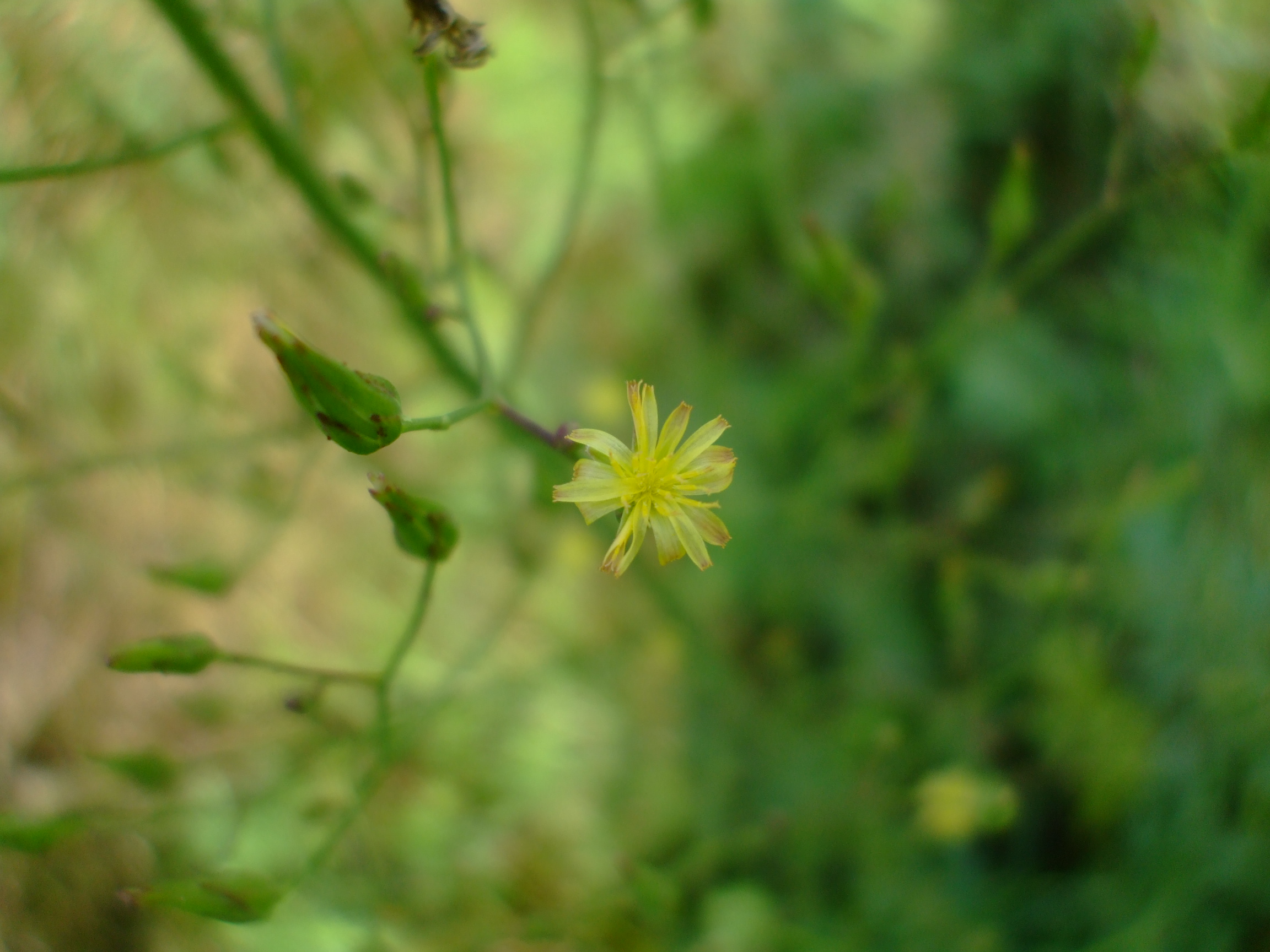 Lactuca canadensis